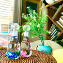 Valentine’s Day Romantic Marimo Moss Balls 2PCS Set Glass Bottle Aquarium With Lid Love Plants for Beginners for Couples