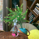 Romantic Marimo Moss Balls Glass Bottle Aquarium With Lid Love Plants for Beginners for Couples