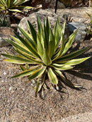 Agave Lophantha Quadricolor