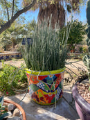 Candelilla
