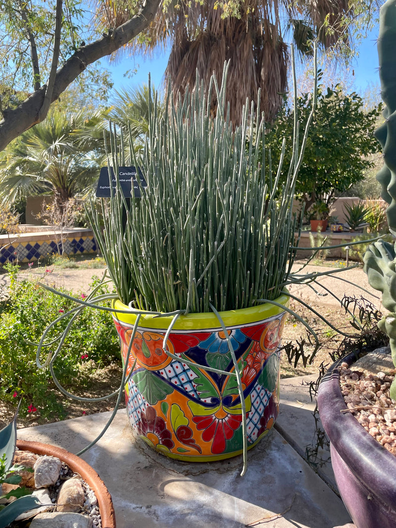 Candelilla