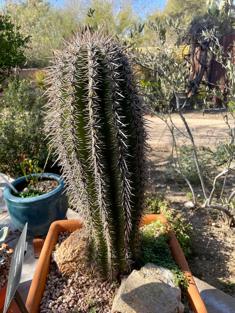 Saguaro Cactus