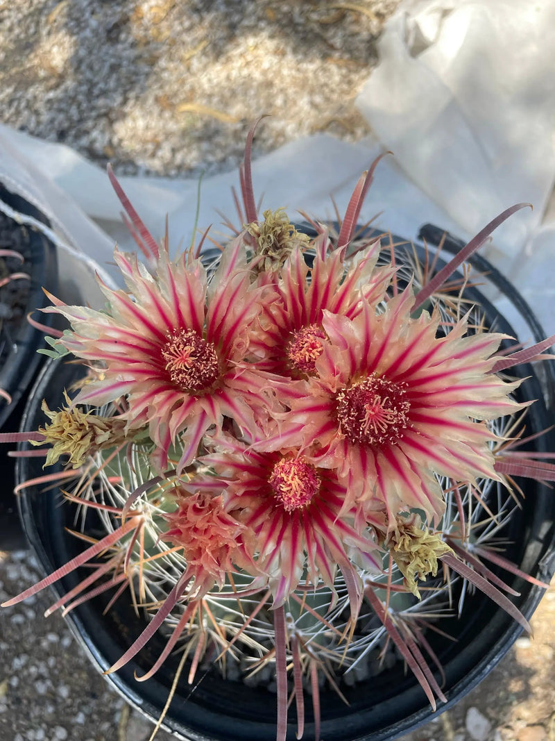 Southwest Barrel Cactus, photo 4 of 6