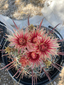 Southwest Barrel Cactus