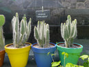 Cactus Snow White Prickly Pear Plant - Healthy Ready To Ship Houseplant by The Cactus Outlet