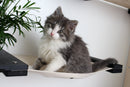 Cat Hammock Wall with Planter