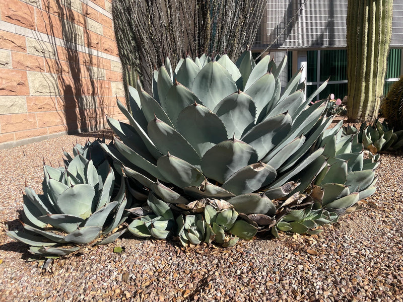 Agave Parryi Truncata