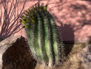 Ferocactus herrerae by The Cactus Outlet