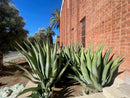 Agave Weberi