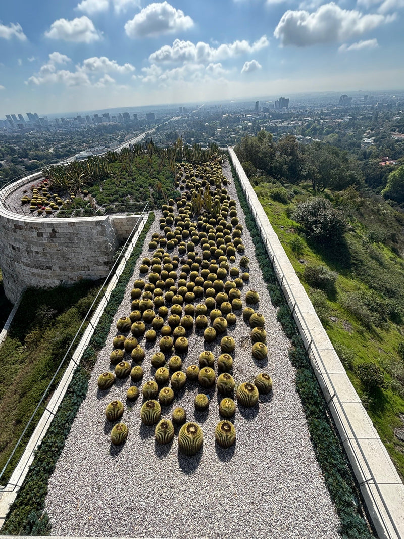 Golden Barrel Cactus