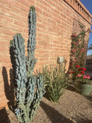 Curiosity Cactus