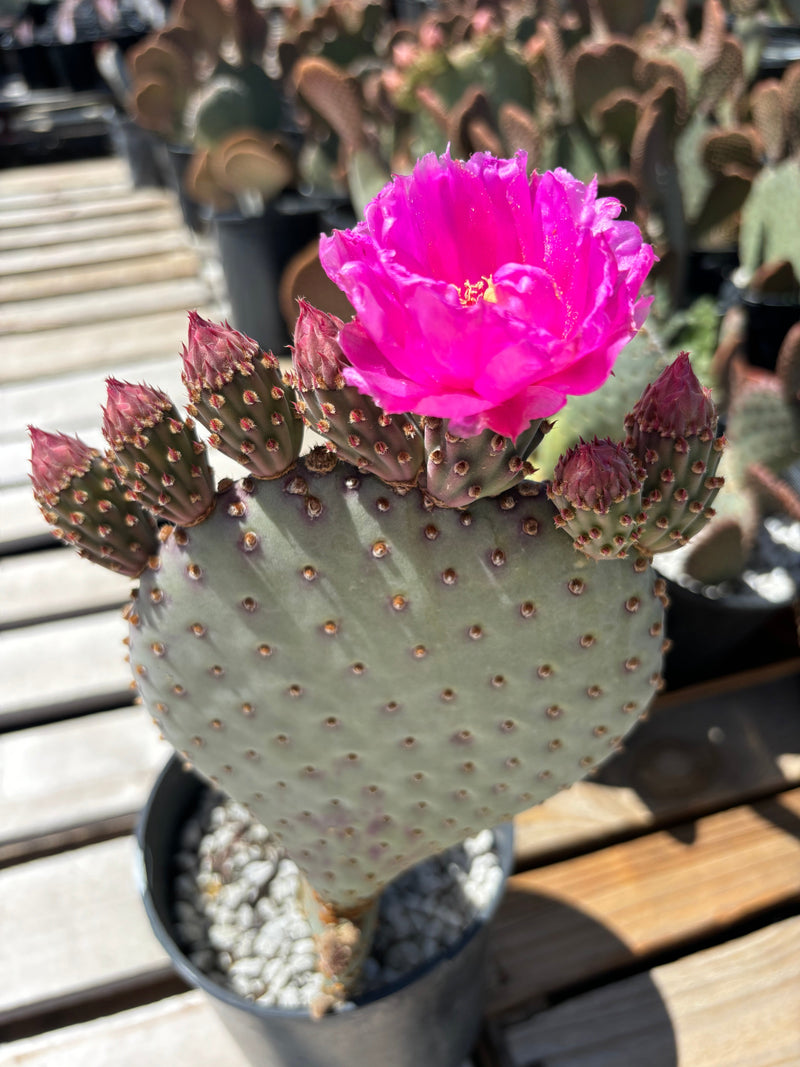 Beavertail Prickly Pear, photo 6 of 8