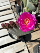 Beavertail Prickly Pear by The Cactus Outlet