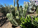 Senita Cactus