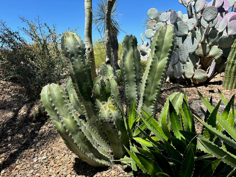 Senita Cactus
