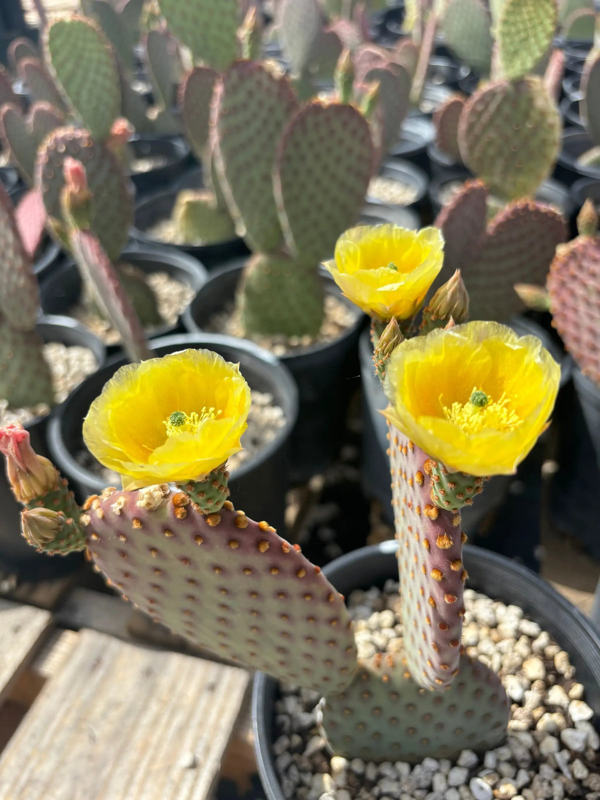 Cinnamon Prickly Pear, photo 5 of 5