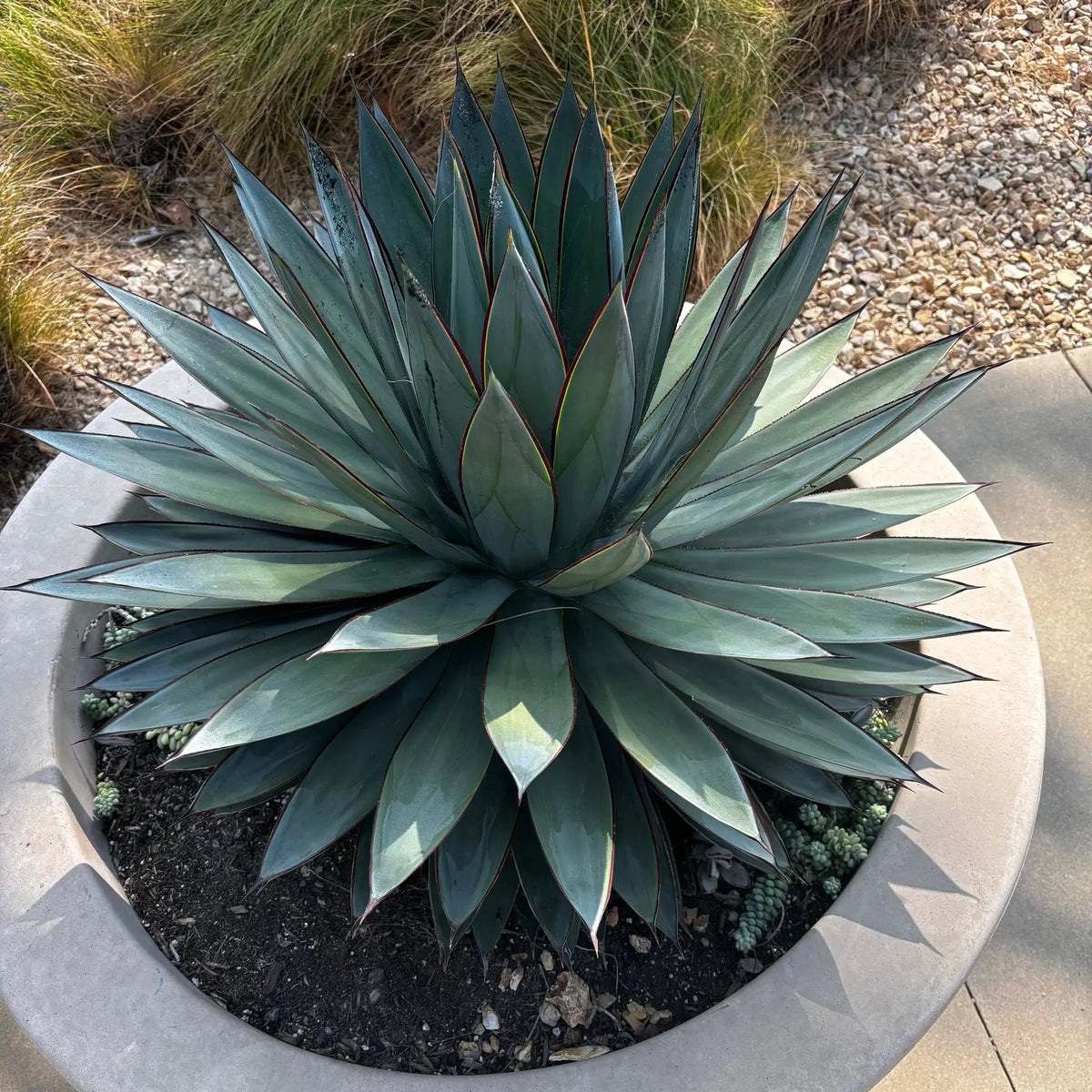 Agave 'Blue Glow', photo 9 of 10