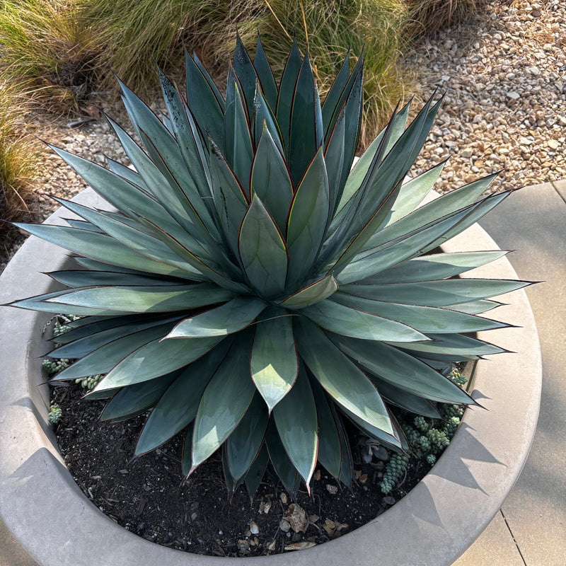 Agave 'Blue Glow'