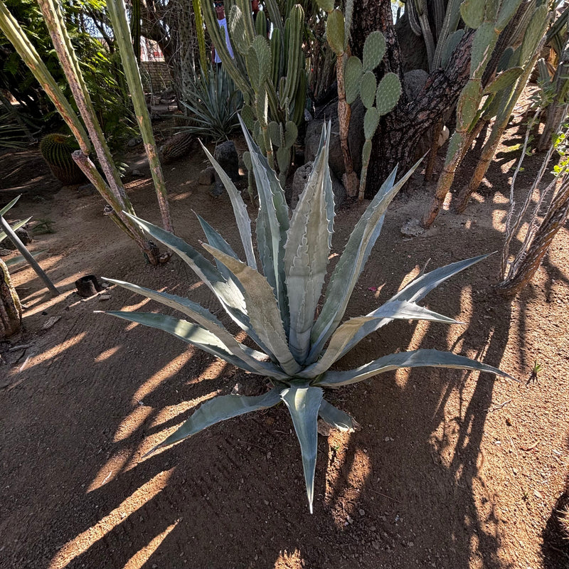 Agave Americana