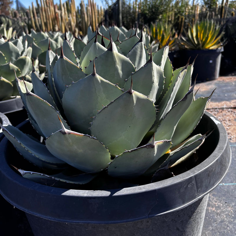 Agave Parryi Truncata