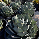 Agave Parryi Truncata