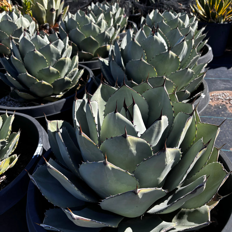Agave Parryi Truncata