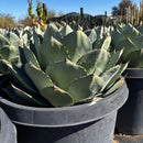 Agave Parryi Truncata