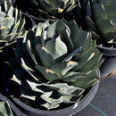Agave Parryi Truncata