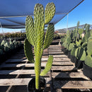 Cowboy Prickly Pear by The Cactus Outlet