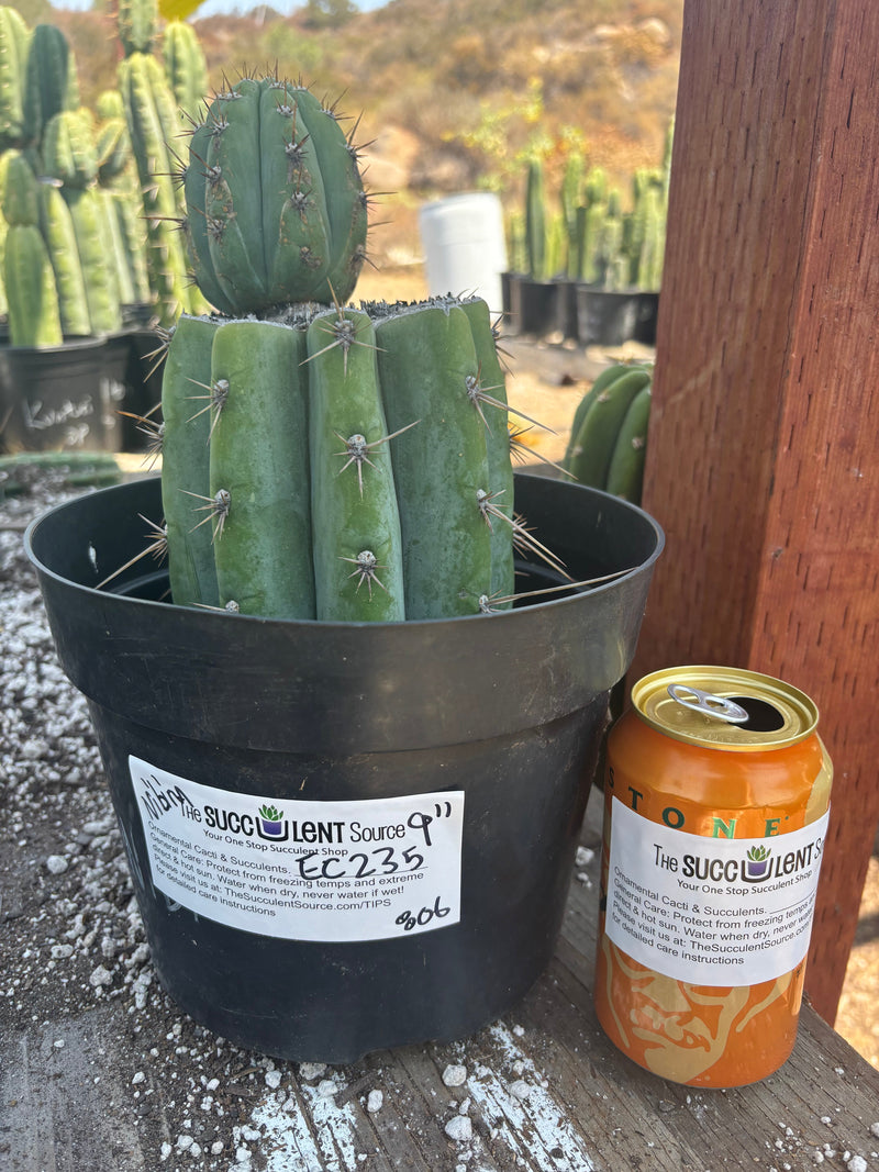 #EC235 EXACT Trichocereus Peruvianus Nibiru Cactus 9”