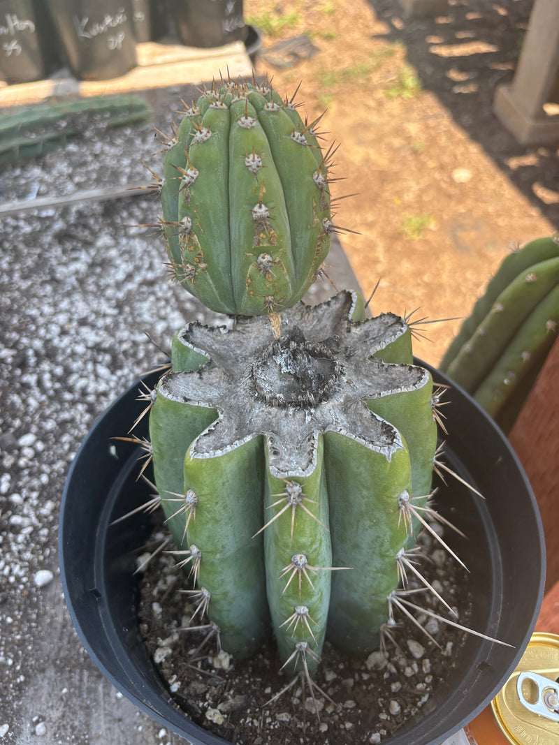 #EC235 EXACT Trichocereus Peruvianus Nibiru Cactus 9”