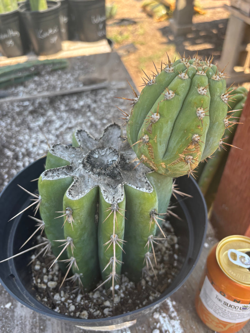 #EC235 EXACT Trichocereus Peruvianus Nibiru Cactus 9”