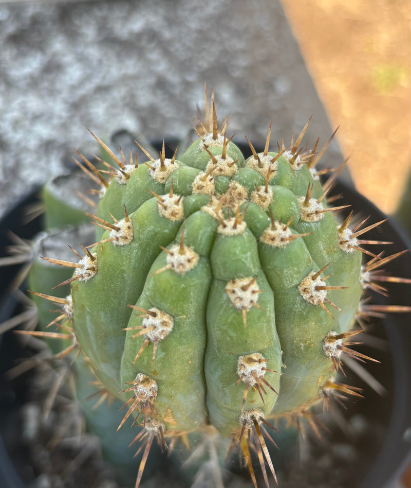 #EC235 EXACT Trichocereus Peruvianus Nibiru Cactus 9”