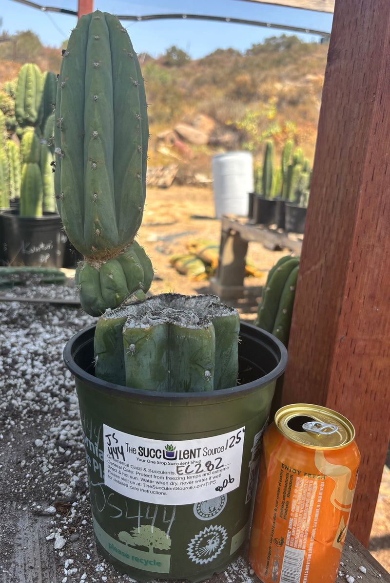 #EC282 EXACT Trichocereus Pachanoi JS444 Cactus 12.5"