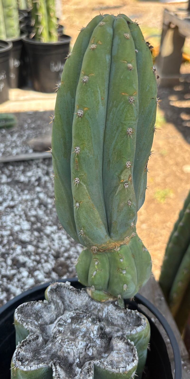 #EC282 EXACT Trichocereus Pachanoi JS444 Cactus 12.5"
