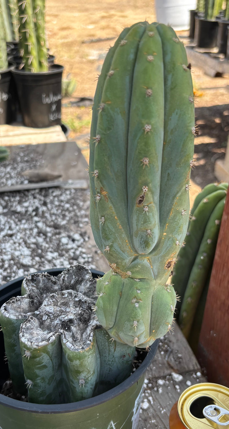 #EC282 EXACT Trichocereus Pachanoi JS444 Cactus 12.5"