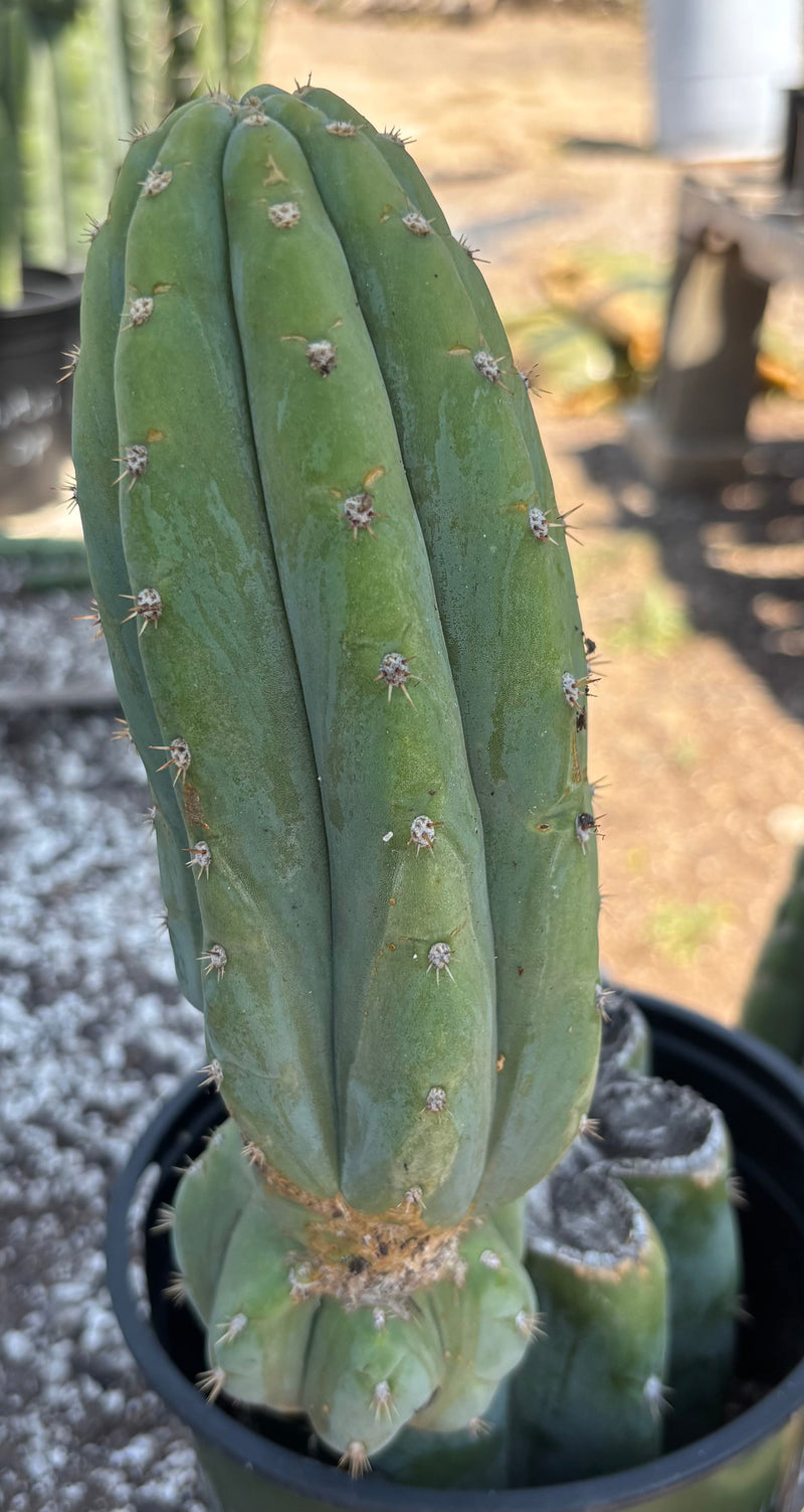 #EC282 EXACT Trichocereus Pachanoi JS444 Cactus 12.5"