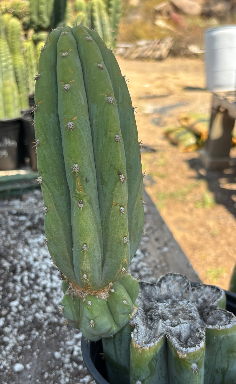 #EC282 EXACT Trichocereus Pachanoi JS444 Cactus 12.5"