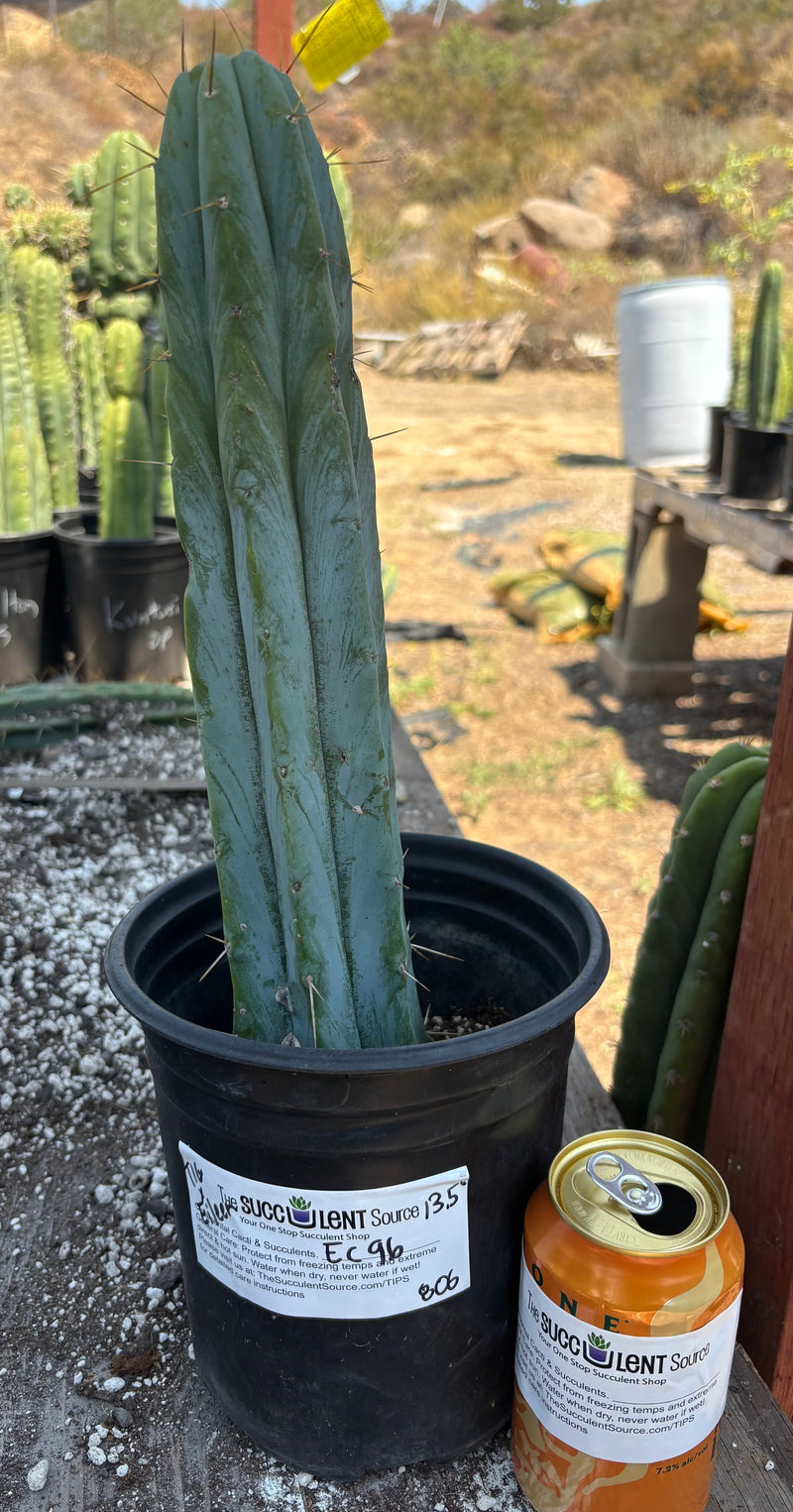 #EC96 Exact Trichocereus Hybrid TIG X Bridgesii Eileen Cactus 13.5”