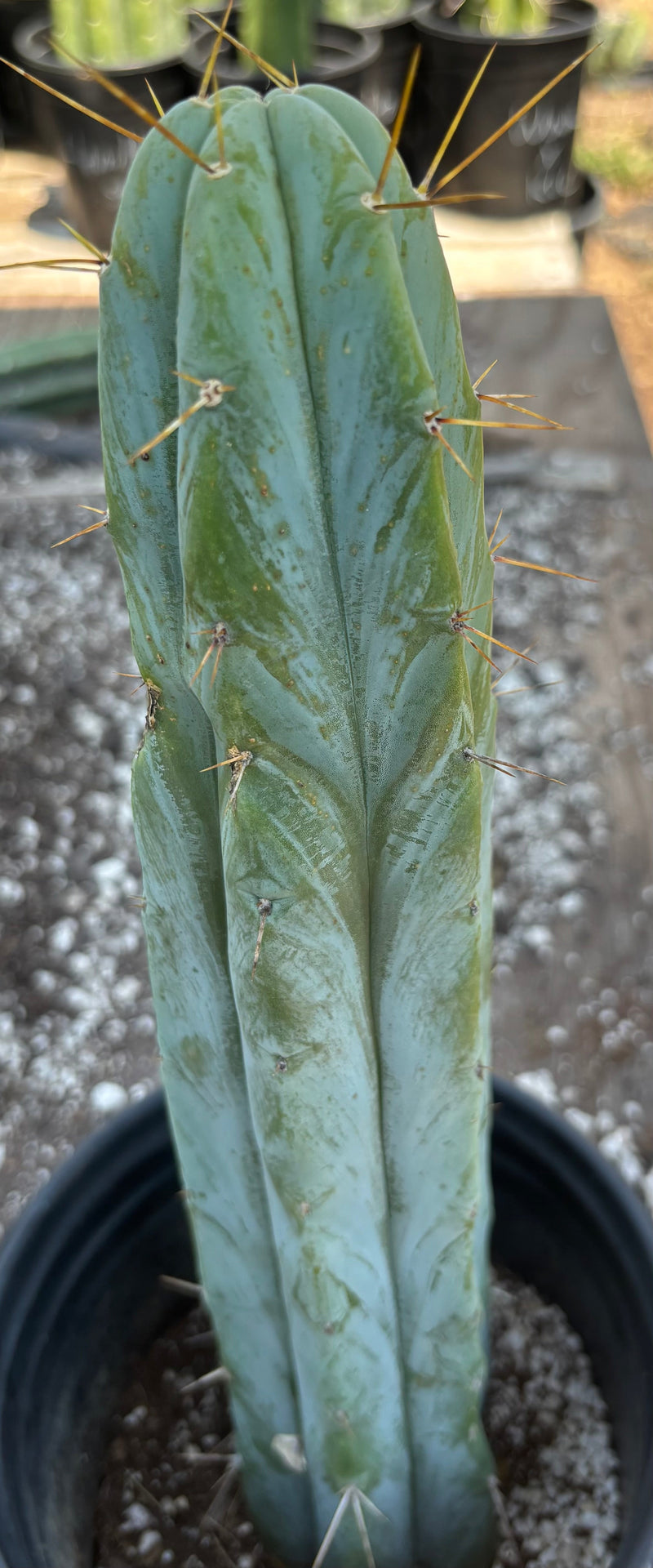 #EC96 Exact Trichocereus Hybrid TIG X Bridgesii Eileen Cactus 13.5”