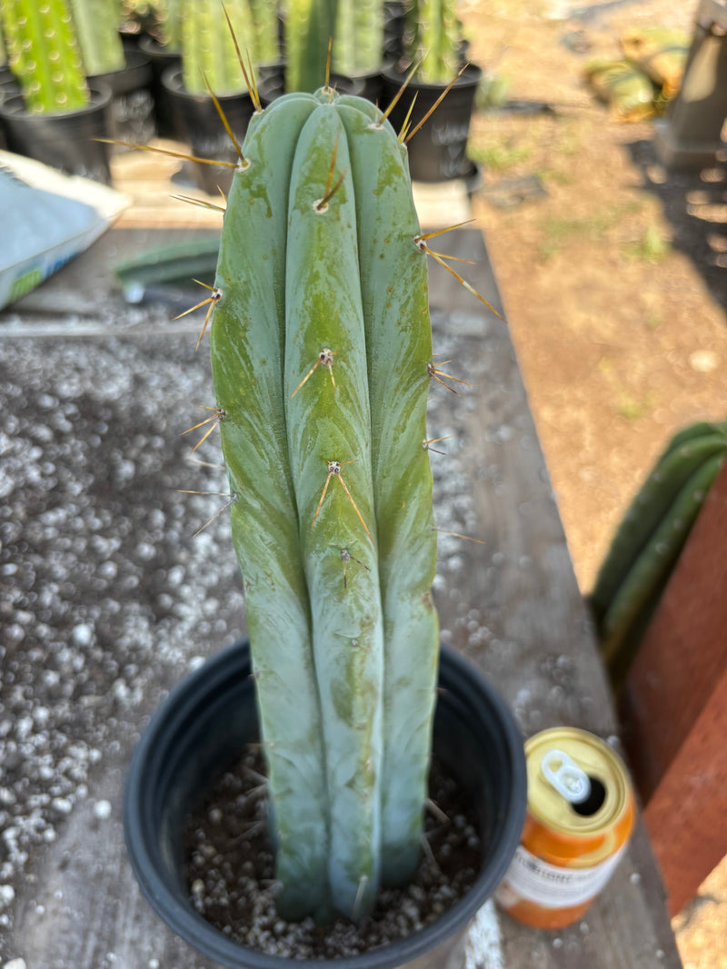 #EC96 Exact Trichocereus Hybrid TIG X Bridgesii Eileen Cactus 13.5”