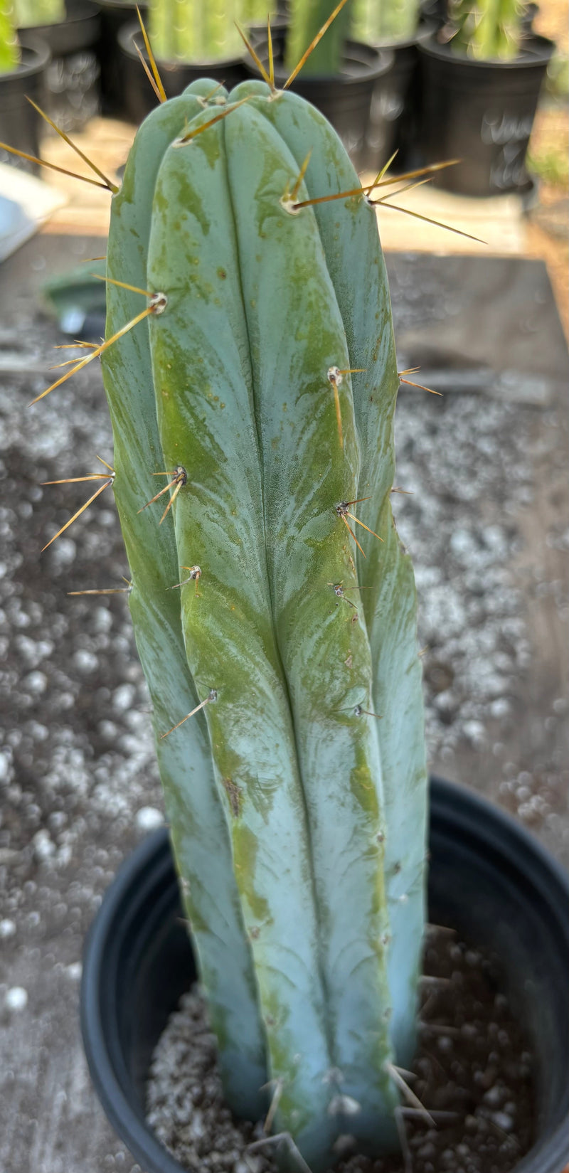 #EC96 Exact Trichocereus Hybrid TIG X Bridgesii Eileen Cactus 13.5”