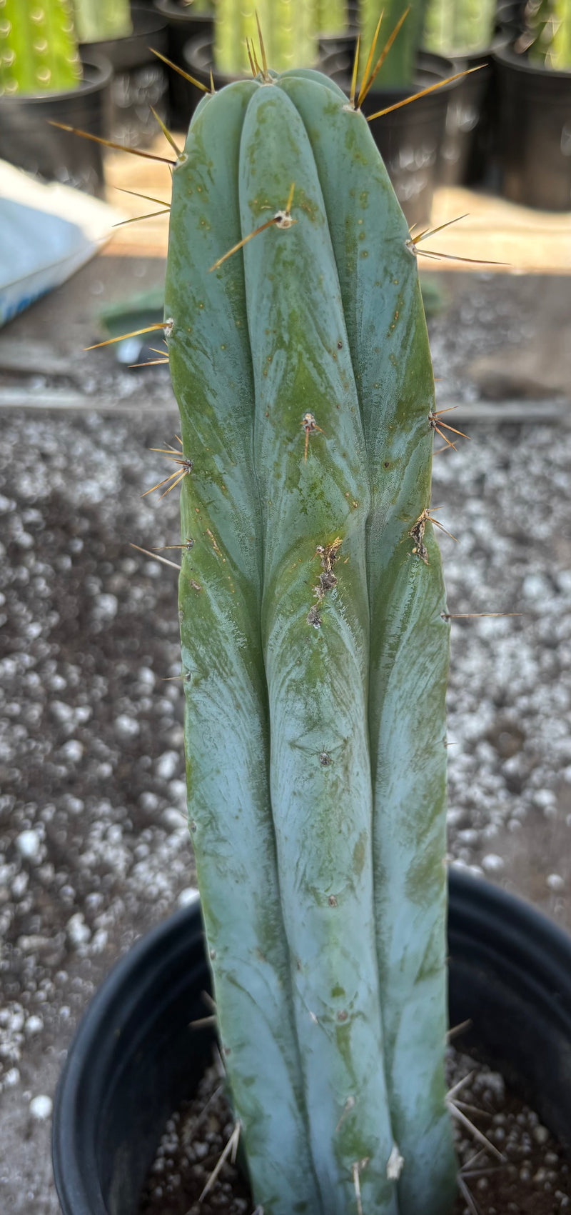 #EC96 Exact Trichocereus Hybrid TIG X Bridgesii Eileen Cactus 13.5”