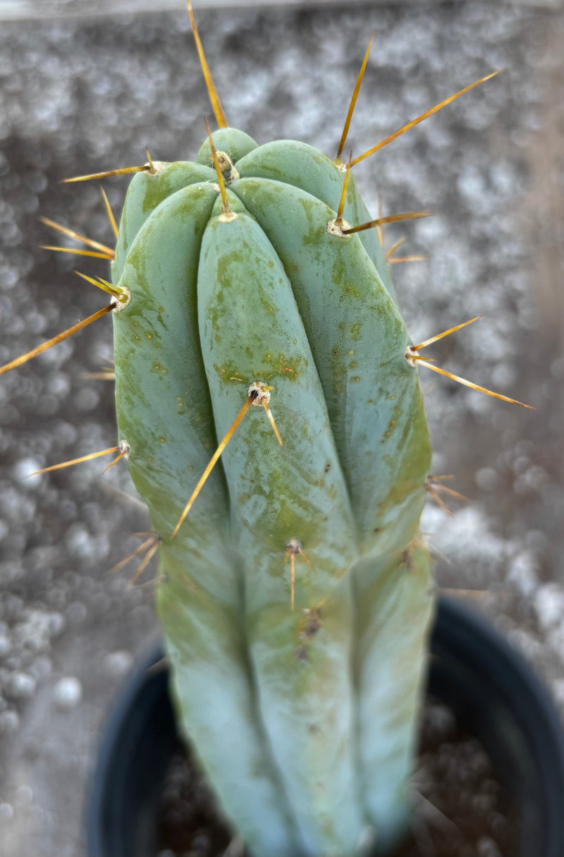 #EC96 Exact Trichocereus Hybrid TIG X Bridgesii Eileen Cactus 13.5”
