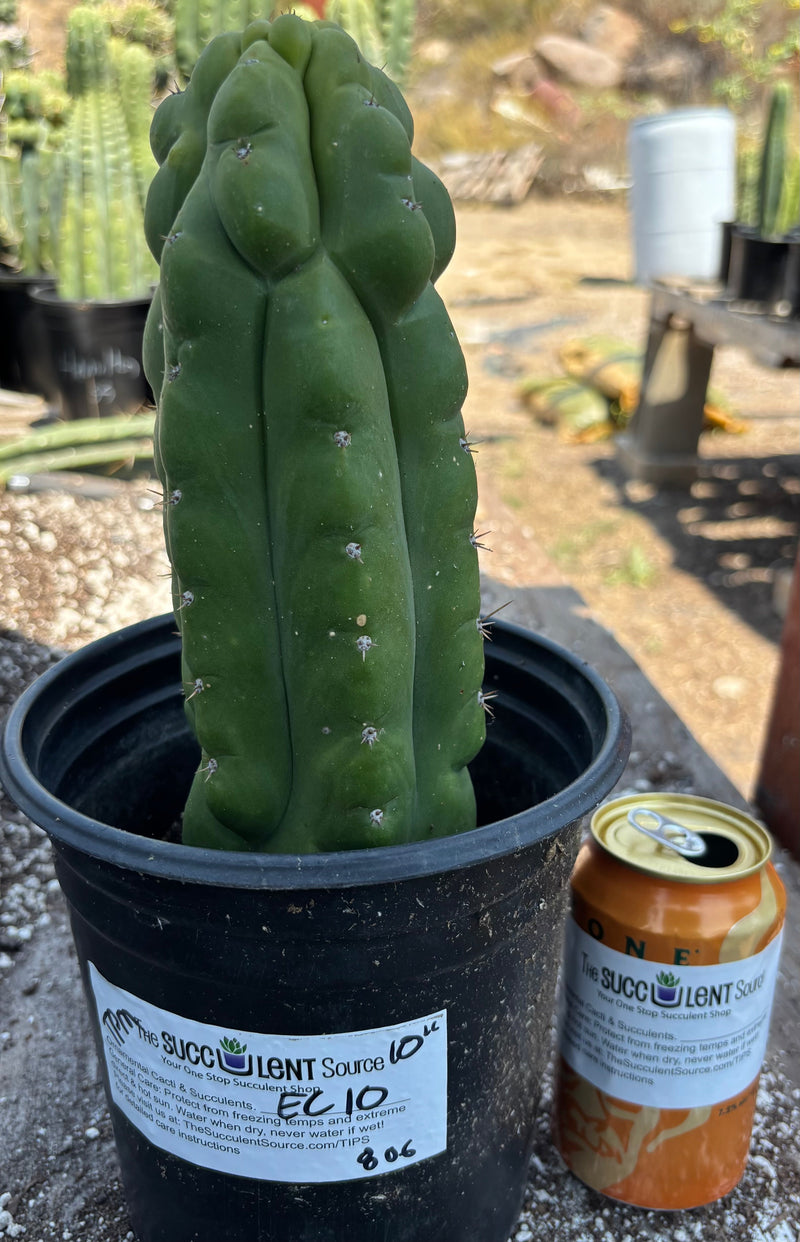 #EC10 EXACT Trichocereus Pachanoi Monstrose TPM Cactus 10"