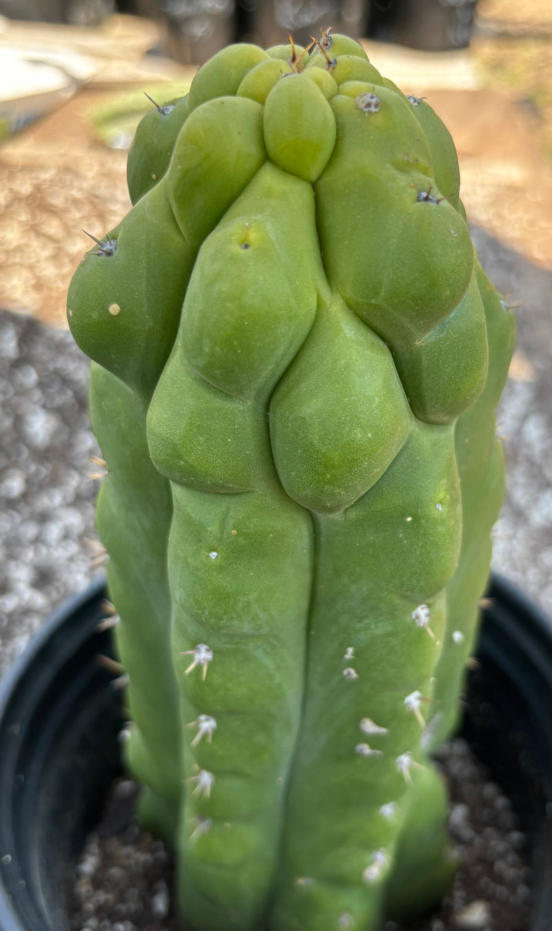 #EC10 EXACT Trichocereus Pachanoi Monstrose TPM Cactus 10"