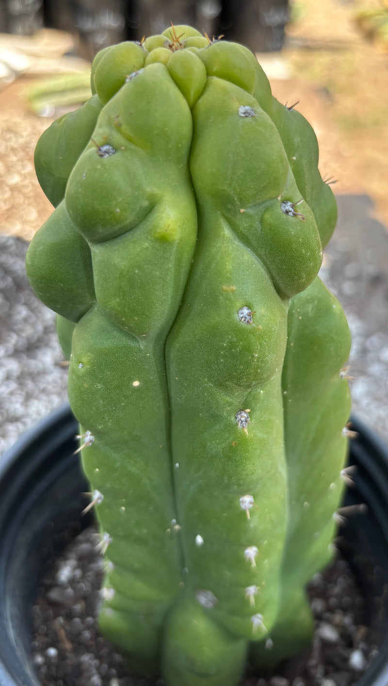 #EC10 EXACT Trichocereus Pachanoi Monstrose TPM Cactus 10"