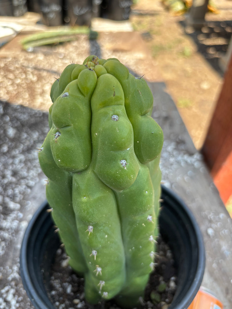#EC10 EXACT Trichocereus Pachanoi Monstrose TPM Cactus 10"