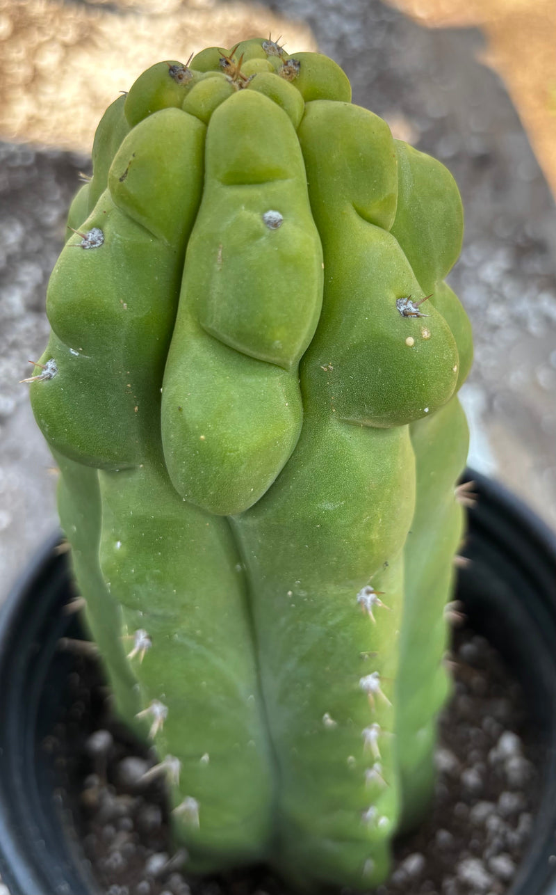 #EC10 EXACT Trichocereus Pachanoi Monstrose TPM Cactus 10"