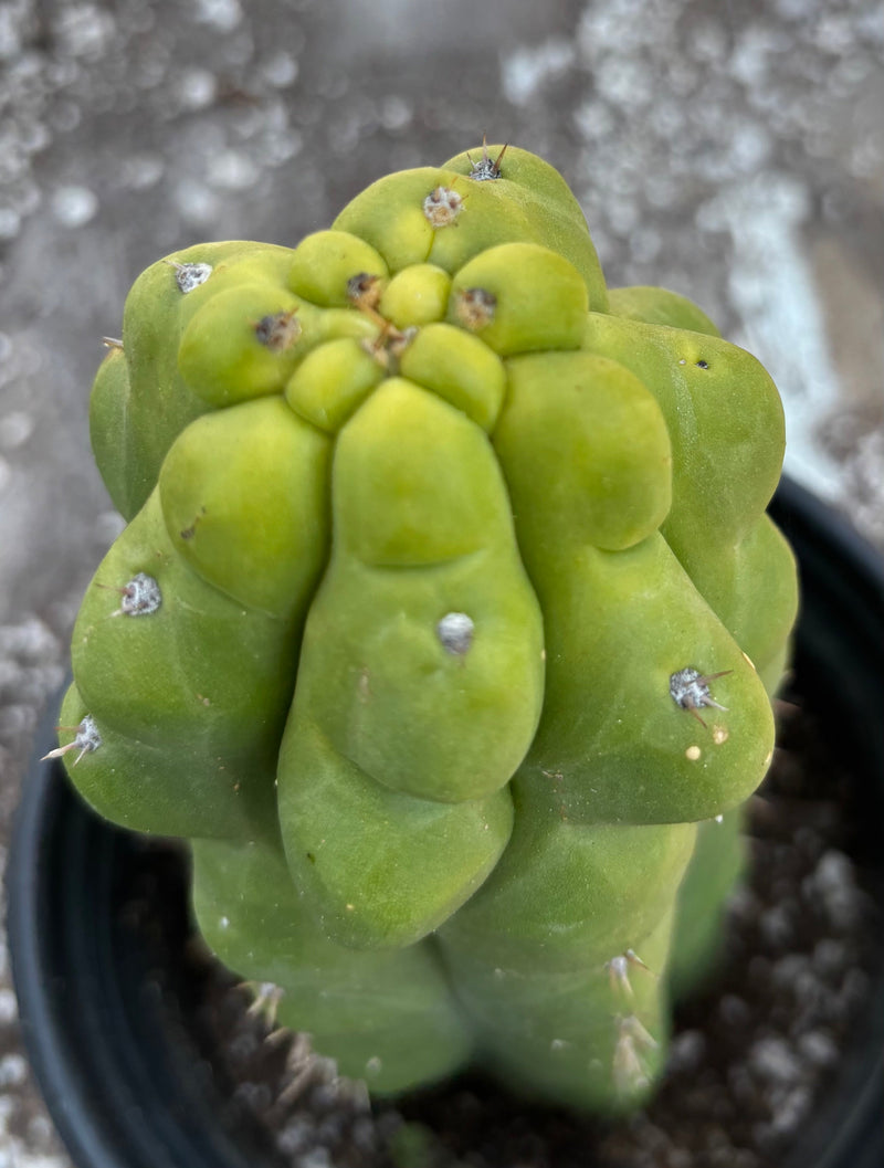 #EC10 EXACT Trichocereus Pachanoi Monstrose TPM Cactus 10"